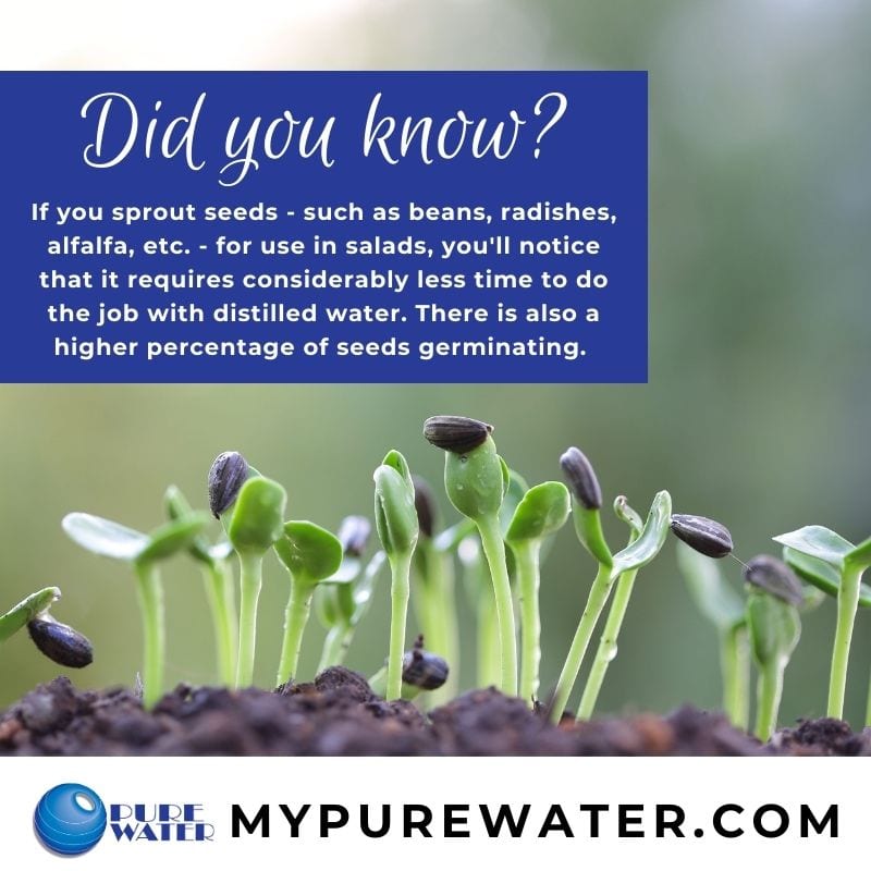 If you sprout seeds - such as beans, radishes, alfalfa, etc. - for use in salads, you'll notice that it requires considerably less time to do the job with distilled water. There is also a higher percentage of seeds germinating. 