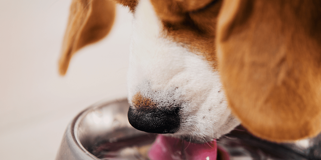 distilled water for dogs and cats