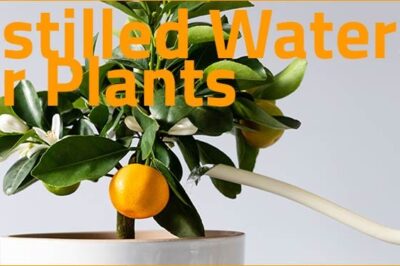 distilled water for plants