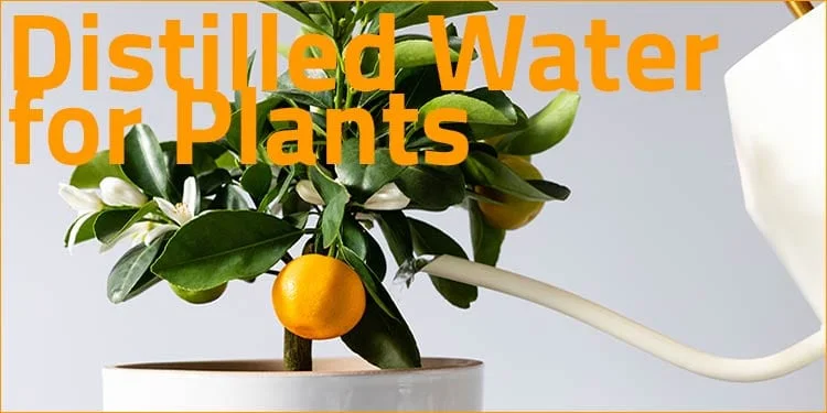 distilled water for plants