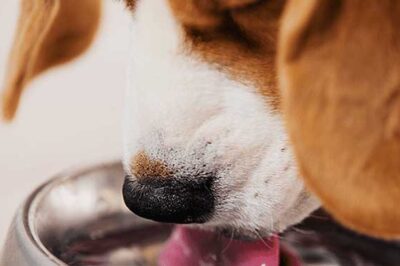 Distilled water for dogs