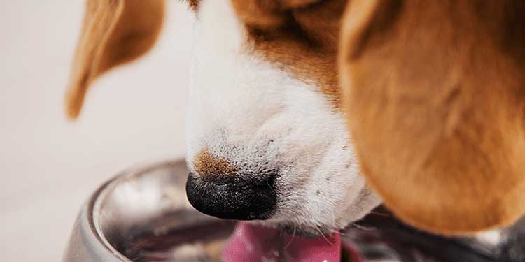 Distilled water for dogs
