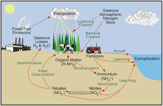 nitrates in drinking water 