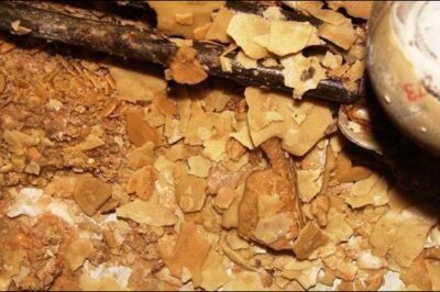 scale and minerals