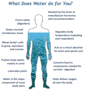 water content in your body